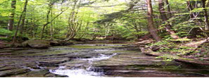 The stream flowing through the forest nurishing the trees! 